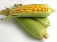 corn dog food science diet harmful bad 